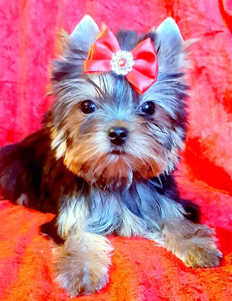 York Yorki Cudny mini piesek Yorkshire Terrier ZKwP FCI Łuków OLX pl