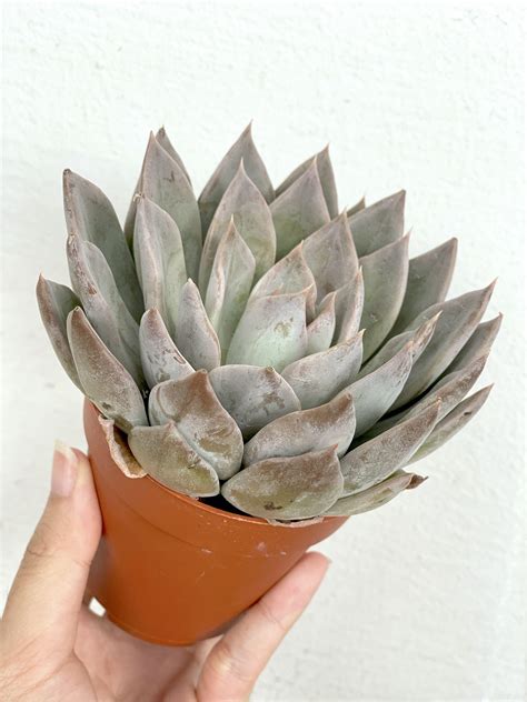 Echeveria Beverley Succulent Furniture Home Living Gardening