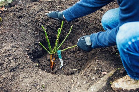 Plantarea trandafirilor pas cu pas Cum faci ca butașii să se prindă