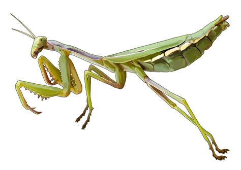 Mantis Png