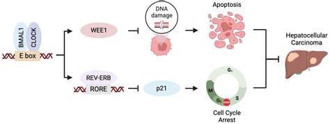 Frontiers Molecular Crosstalk Between Circadian Clock And Cancer And