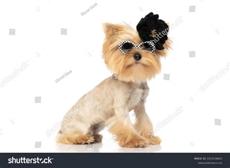Elegant Yorkshire Terrier Dog Wearing Chic Stock Photo 2223136621 ...