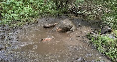 Mud Mud Mud 38 Nude Pics XHamster