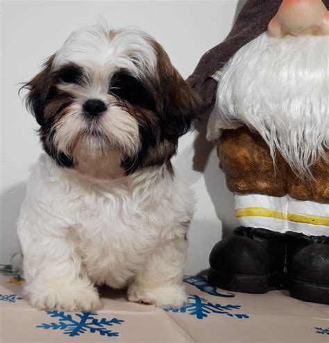 Shih Tzu Piesek Z Rodowodem Fci K Ty Wroc Awskie Olx Pl