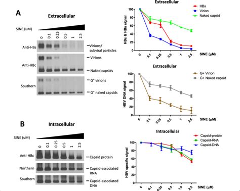 CRM1 Inhibitors Blocked Secretion Of HBV Virions But Not Naked Capsids