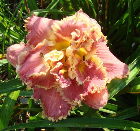 Earthly Treasures Daylily Garden - VENETIAN FRINGE*