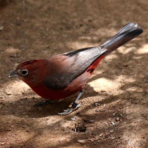 Red Crested Finch