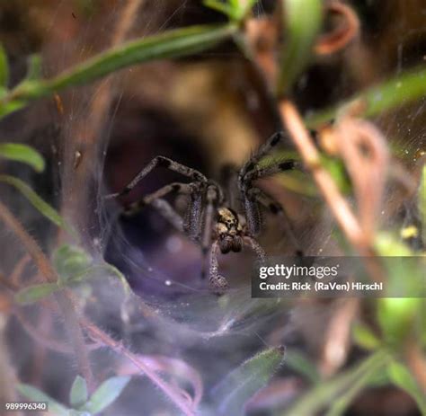 180 Funnel Web Spider Stock Photos High Res Pictures And Images