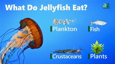 Jellyfish - A-Z Animals