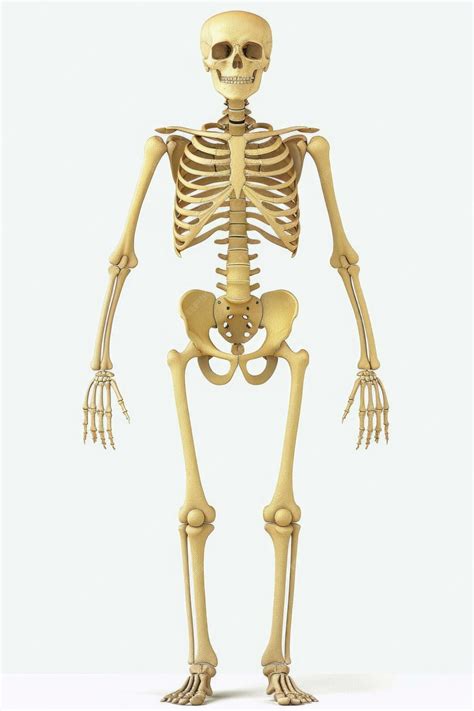 Premium Photo | Anatomical Human Skeleton Diagram Anterior View with ...