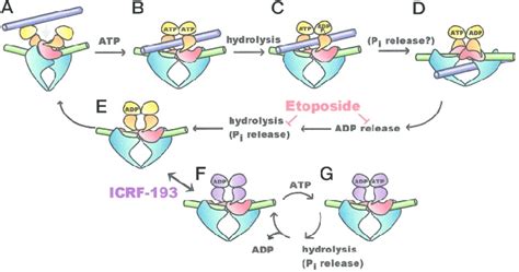 A Schematic Model For The Inhibition Of Topoisomerase II By ICRF 193