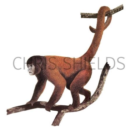 Wooly Monkey Lagothrix Lagotricha M Illustration Mammal