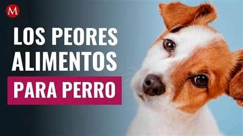 Los Peores Alimentos Para Perro Que Debes Evitar Dar A Tu Mascota Youtube