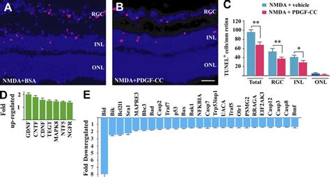 Pdgf Cc Inhibits Nmda Induced Neuronal Apoptosis In Retina Ac