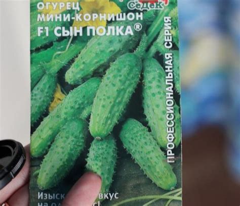 Огурец Сын полка: отзывы и фотографии, описание сорта, посев и посадка ...