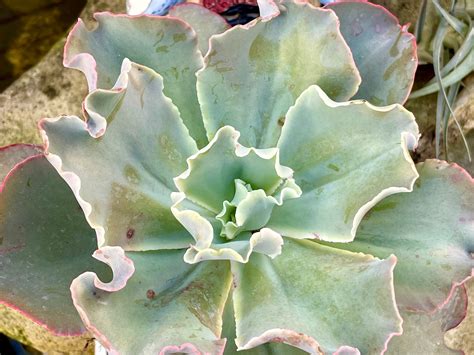 2 4 6 Pot Of Echeveria Pink Coral Reef Large Etsy
