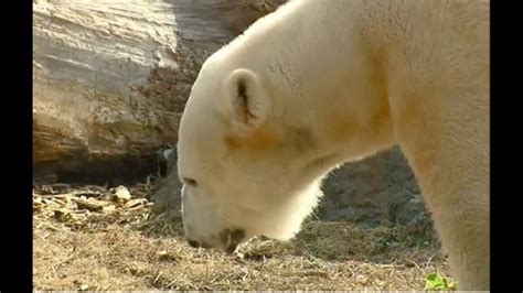 NC Zoo Polar Bears Keep Trying For A Cub | wfmynews2.com