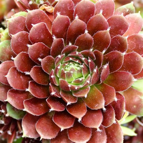 Chick Charms® Cinnamon Starburst™ Mountain Crest Gardens