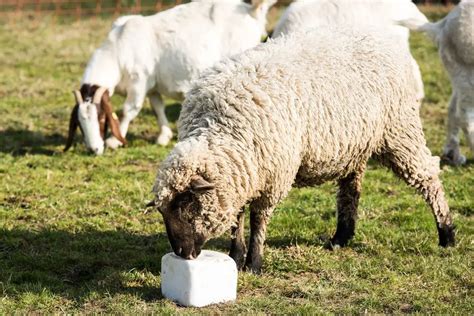 Best Sheep Mineral Blocks Licks And Supplements Sheepcaretaker