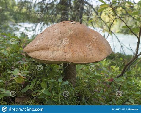 Boleto Di Betulla Di Betulla Leccinum Scabrum Noto Come Buleto A