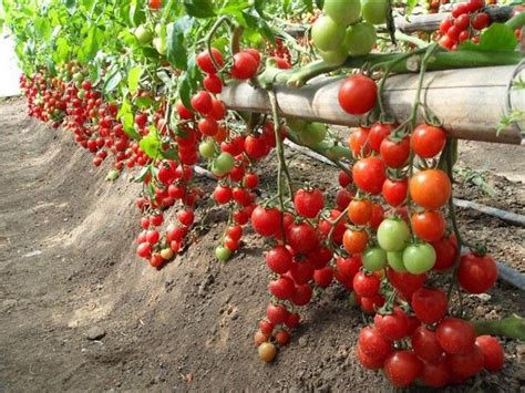 Como Plantar Tomate Cereja - COMO PLANTAR TOMATE CEREJA - Como Plantar Certo