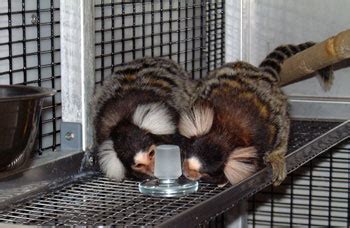 Not So Wild Monkey Sex Science AAAS