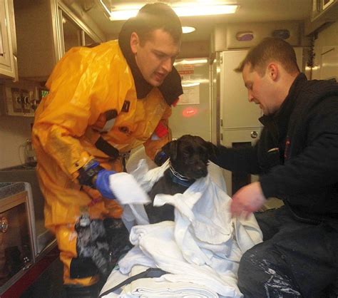 Mystic River rescue: Arlington firefighters save puppy that fell