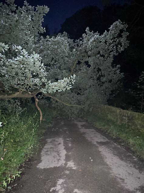 A Night of Unexpected Adventures: A Fallen Oak Tree, Rainy Summers, and