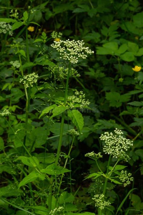 Ground Elder Herb Gerard Bishop S Weed Goutweed Gout Wort English