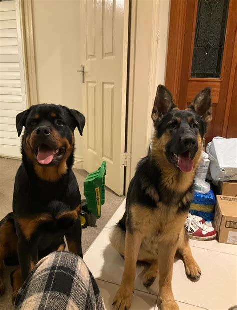 craigslist spokane pets 2