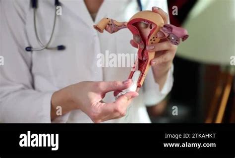 Gynecologist Showing How To Insert Hygienic Tampon Into Vagina On
