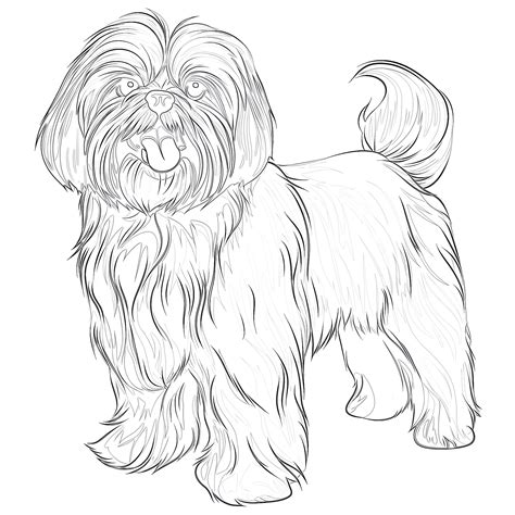 Shih Tzu Coloring Pages For Kids [2025]