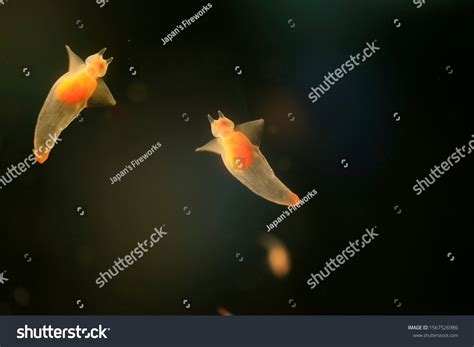 Naked Sea Butterfly Sea Angel Common Stock Photo 1567526986 Shutterstock