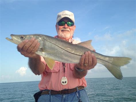 Snook Florida Sportsman