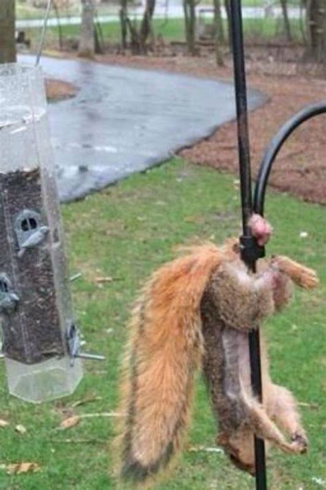 Squirrel finally caught his nuts : r/funny