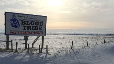 blood tribe council aims  bolster reserves economy  land