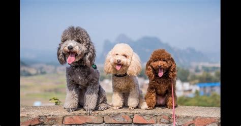 Tudo sobre a Raça de cachorro Poodle, entenda melhor o seu cãozinho! - Dicas Boas pra Cachorro