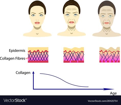 aging process scheme royalty  vector image