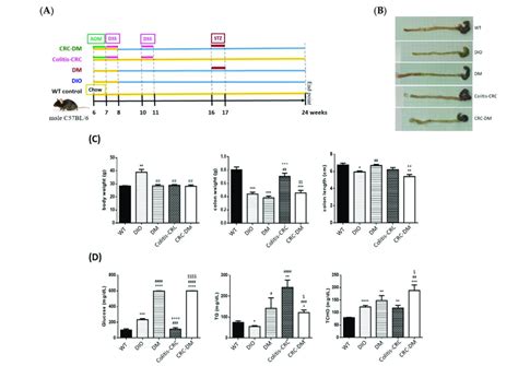 Pathophysiological Features Of Crc And T Dm Mice Disease Models A