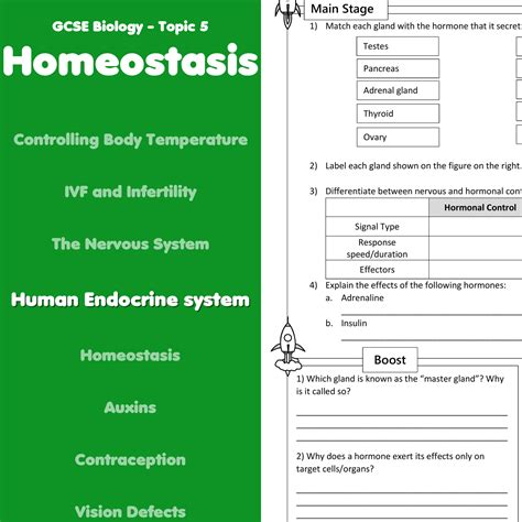 Human Endocrine System Home Learning Worksheet GCSE - Worksheets Library