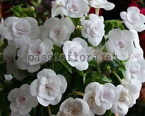 Achimenes Rhizomes and Seeds - Double Picotee Rose - Passioflora.eu ...