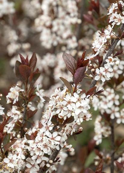 Darkstar Purple Leaf Sand Cherry Monrovia Plant