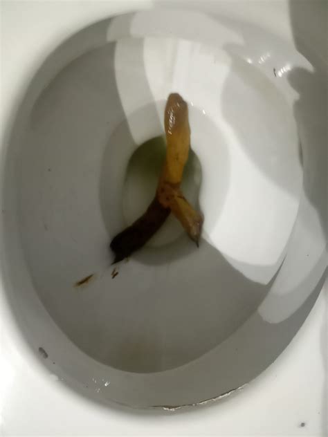 This Is The Longest Poop That I Do Rate My Pooeu