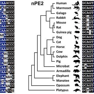The Pomc neuronal enhancers nPE1 and nPE2 contain canonical binding ...