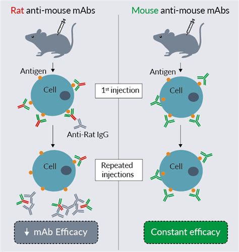 Mouse Anti Mouse MAbs InvivoGen