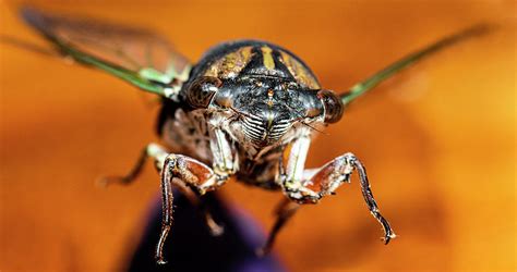 Cicada Flying Photograph By Jason Walthall Fine Art America