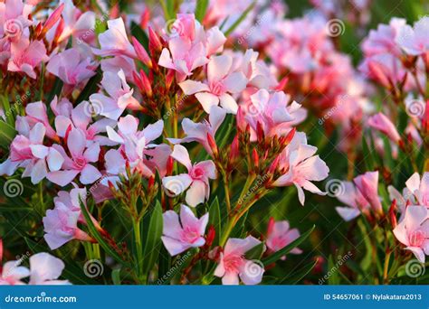 Oleander Plants Stock Photo Image 54657061