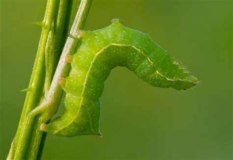 Green Caterpillar Identification Guide: 18 Common Types - Owlcation