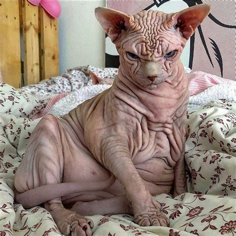 Xherdan The Naked Cat Is Taking Over Instagram