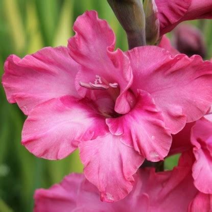 Купить луковицы гладиолусов в Минске c доставкой почтой по Беларуси ...